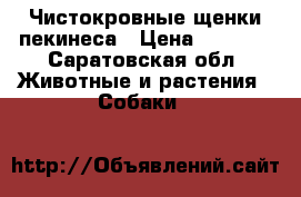 Чистокровные щенки пекинеса › Цена ­ 4 000 - Саратовская обл. Животные и растения » Собаки   